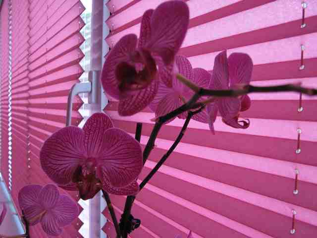 Шторы плиссе